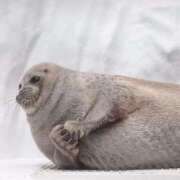 ヒメ日記 2025/04/04 10:02 投稿 まおみ 渋谷 風俗 奥様発情の会