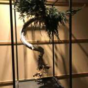 ヒメ日記 2025/01/06 17:06 投稿 三井　３７５ トランス＠クリニック東京　新宿～出張　前立腺トリートメント