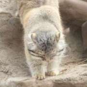 ヒメ日記 2025/02/17 16:04 投稿 三井　３７５ トランス＠クリニック東京　新宿～出張　前立腺トリートメント