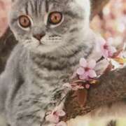 ヒメ日記 2025/04/08 16:46 投稿 三井　３７５ トランス＠クリニック東京　新宿～出張　前立腺トリートメント