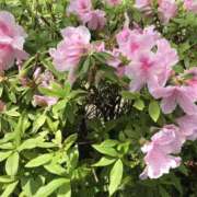 ヒメ日記 2025/04/14 12:20 投稿 三井　３７５ トランス＠クリニック東京　新宿～出張　前立腺トリートメント