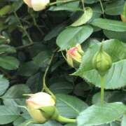 ヒメ日記 2025/05/01 14:25 投稿 三井　３７５ トランス＠クリニック東京　新宿～出張　前立腺トリートメント