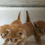 ヒメ日記 2025/05/11 19:54 投稿 三井　３７５ トランス＠クリニック東京　新宿～出張　前立腺トリートメント