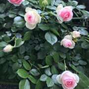 ヒメ日記 2025/05/11 20:33 投稿 三井　３７５ トランス＠クリニック東京　新宿～出張　前立腺トリートメント