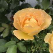 ヒメ日記 2025/05/17 18:55 投稿 三井　３７５ トランス＠クリニック東京　新宿～出張　前立腺トリートメント