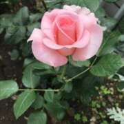 ヒメ日記 2025/05/17 23:05 投稿 三井　３７５ トランス＠クリニック東京　新宿～出張　前立腺トリートメント