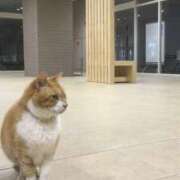 ヒメ日記 2025/05/22 21:56 投稿 三井　３７５ トランス＠クリニック東京　新宿～出張　前立腺トリートメント