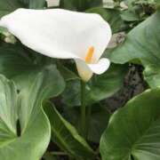 ヒメ日記 2025/06/12 14:36 投稿 三井　３７５ トランス＠クリニック東京　新宿～出張　前立腺トリートメント