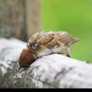 ヒメ日記 2025/06/12 18:56 投稿 三井　３７５ トランス＠クリニック東京　新宿～出張　前立腺トリートメント