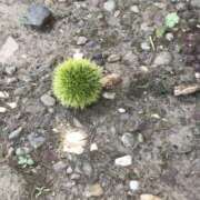 ヒメ日記 2025/08/08 22:15 投稿 三井　３７５ トランス＠クリニック東京　新宿～出張　前立腺トリートメント