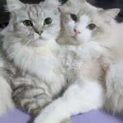 ヒメ日記 2025/09/29 14:24 投稿 三井　３７５ トランス＠クリニック東京　新宿～出張　前立腺トリートメント