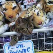 ヒメ日記 2025/10/13 20:23 投稿 三井　３７５ トランス＠クリニック東京　新宿～出張　前立腺トリートメント