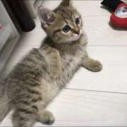 ヒメ日記 2025/11/15 18:21 投稿 三井　３７５ トランス＠クリニック東京　新宿～出張　前立腺トリートメント