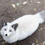 ヒメ日記 2025/11/19 20:56 投稿 三井　３７５ トランス＠クリニック東京　新宿～出張　前立腺トリートメント