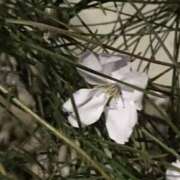 ヒメ日記 2026/04/05 19:19 投稿 三井　３７５ トランス＠クリニック東京　新宿～出張　前立腺トリートメント