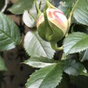 ヒメ日記 2026/04/21 14:54 投稿 三井　３７５ トランス＠クリニック東京　新宿～出張　前立腺トリートメント