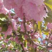 ヒメ日記 2025/04/02 11:46 投稿 いずみ　【ぽっちゃり】 久留米デリヘルセンター