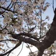 ヒメ日記 2025/04/03 03:46 投稿 いずみ　【ぽっちゃり】 久留米デリヘルセンター