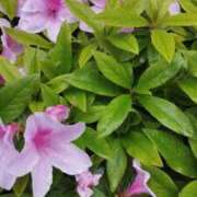 ヒメ日記 2025/04/28 19:29 投稿 りな One More奥様　立川店