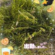 ヒメ日記 2025/04/15 17:52 投稿 ゆうこ★美魔女★品のある女性が豹変！ 奥さま日記（今治店）