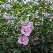 ヒメ日記 2025/07/08 17:48 投稿 ゆうこ★美魔女★品のある女性が豹変！ 奥さま日記（今治店）