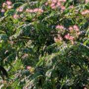 ヒメ日記 2025/07/23 17:50 投稿 ゆうこ★美魔女★品のある女性が豹変！ 奥さま日記（今治店）