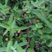 ヒメ日記 2025/08/12 17:54 投稿 ゆうこ★美魔女★品のある女性が豹変！ 奥さま日記（今治店）