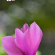 ヒメ日記 2025/12/23 17:48 投稿 ゆうこ★美魔女★品のある女性が豹変！ 奥さま日記（今治店）