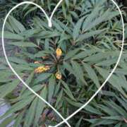 ゆうこ★美魔女★品のある女性が豹変！ 出勤しました('  ' ) 奥さま日記（今治店）