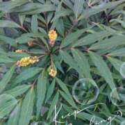 ヒメ日記 2026/01/28 17:50 投稿 ゆうこ★美魔女★品のある女性が豹変！ 奥さま日記（今治店）