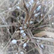 ヒメ日記 2026/01/30 17:50 投稿 ゆうこ★美魔女★品のある女性が豹変！ 奥さま日記（今治店）