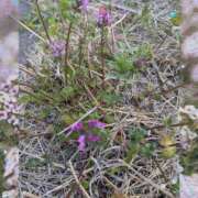 ヒメ日記 2026/03/27 17:38 投稿 ゆうこ★美魔女★品のある女性が豹変！ 奥さま日記（今治店）