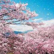 ヒメ日記 2025/04/01 20:22 投稿 りお 完熟ばなな千葉店