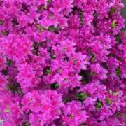 ヒメ日記 2025/04/30 17:52 投稿 りお 完熟ばなな千葉店