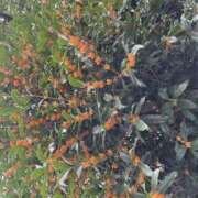 ヒメ日記 2025/10/25 20:22 投稿 りお 完熟ばなな千葉店