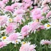 ヒメ日記 2026/06/07 22:07 投稿 りお 完熟ばなな千葉店
