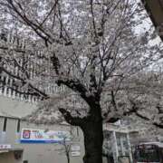 ヒメ日記 2026/03/29 20:40 投稿 つかさ 即トク奥さん