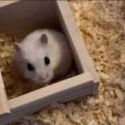 ヒメ日記 2025/05/06 15:36 投稿 くるみ MAHARAJA(マハラジャ)千葉