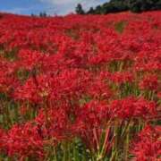 ヒメ日記 2025/09/30 07:30 投稿 かたせ 梨乃 熟女・人妻マダム宮殿