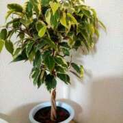 ヒメ日記 2025/03/08 13:07 投稿 木原るり 松戸人妻花壇