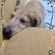 ヒメ日記 2025/09/19 07:41 投稿 木原るり 松戸人妻花壇