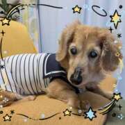 ヒメ日記 2026/04/15 12:37 投稿 木原るり 松戸人妻花壇