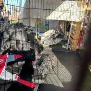 あんな ジャイアント タレント倶楽部アダルト