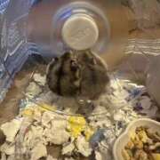 あんな ハムハムハムハム タレント倶楽部アダルト