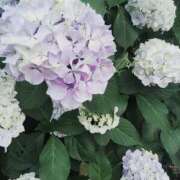 ヒメ日記 2025/05/29 13:55 投稿 ゆみこ ラッシュアワー