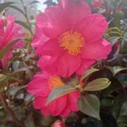 ヒメ日記 2026/01/12 11:19 投稿 ゆみこ ラッシュアワー