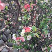 ヒメ日記 2026/03/30 12:05 投稿 ゆみこ ラッシュアワー