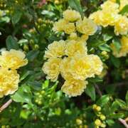 ヒメ日記 2026/04/15 14:03 投稿 ゆみこ ラッシュアワー