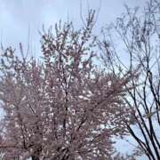 ヒメ日記 2026/03/16 20:47 投稿 あきほ 阪神人妻花壇