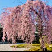 さくらこ よろしくお願いします♪ 神戸人妻花壇